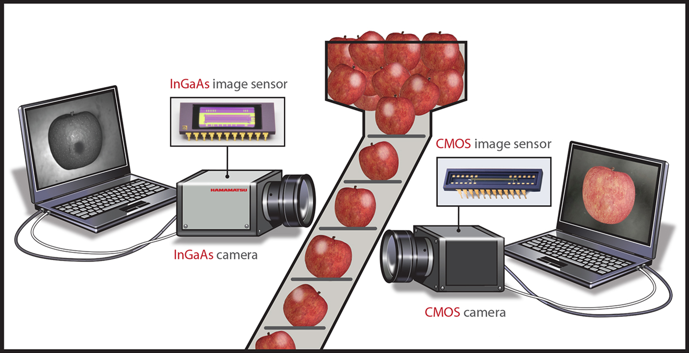 Apple Conveyor Belt showing how InGaAs camera detects under skin defects.
